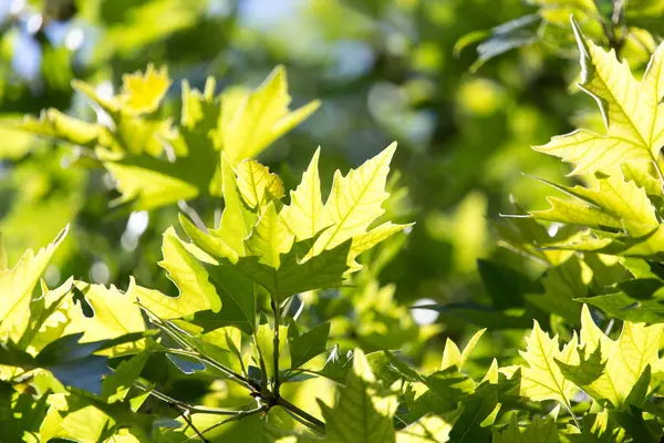 Foglie d'acero verde sulla natura — Foto Stock