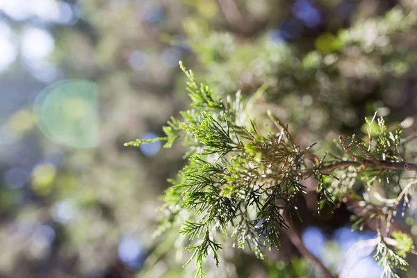 Hermosa rama de una thuja en la naturaleza — Foto de Stock