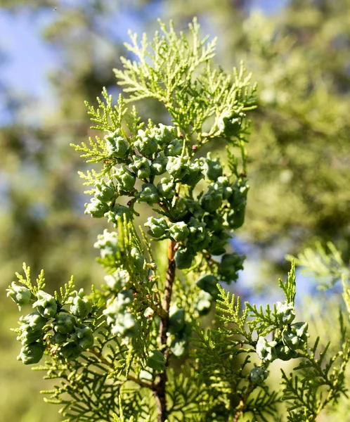 Hermosa rama de una thuja en la naturaleza — Foto de Stock