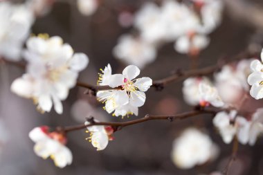 Kayısı çiçekleri doğada bir ağaçta