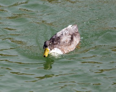 Gölde sonbaharda ördek