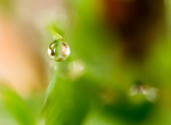 Gotas de rocío en la hierba verde. macro — Foto de Stock