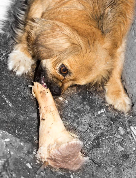 Hunden äter ett ben i naturen — Stockfoto