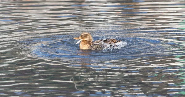 Duck in the lake in nature — Stock Photo, Image