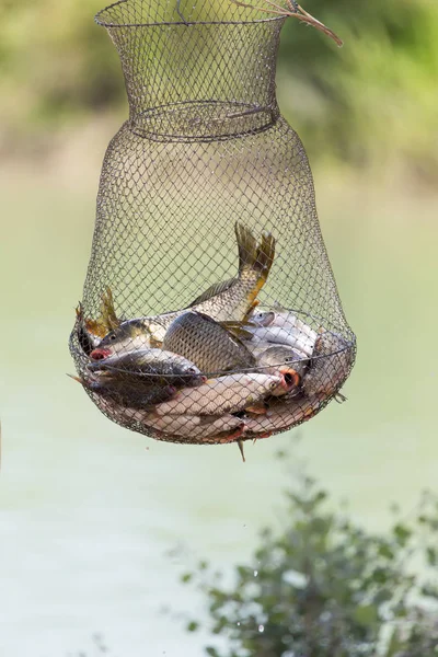 Fische in Käfigen Fischer — Stockfoto