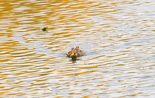 Kachna na podzim na jezeře — Stock fotografie