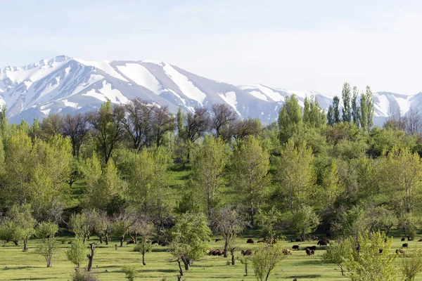 The snowy peaks of the Tien Shan Mountains. Kazakhstan — Stock Photo, Image