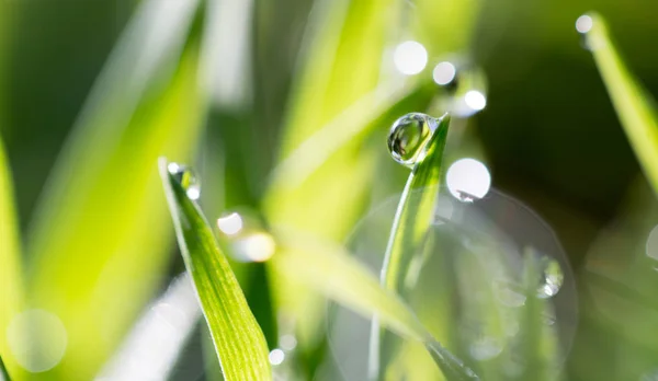 Gotas de orvalho na grama verde — Fotografia de Stock