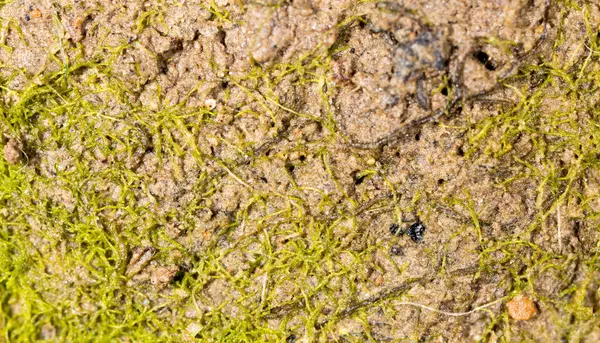Musgo verde en la naturaleza. macro —  Fotos de Stock