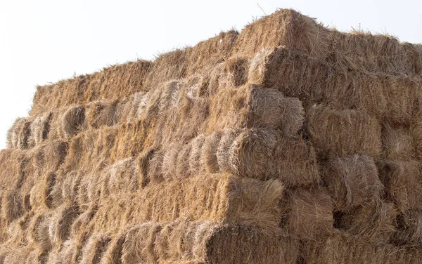 Haystack on a farm in nature — Stock Photo, Image