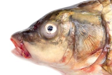 Beyaz arkaplanda sazan balığı
