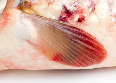 yüzgeç balık. Makro