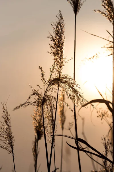 Cañas sobre un fondo de puesta de sol — Foto de Stock