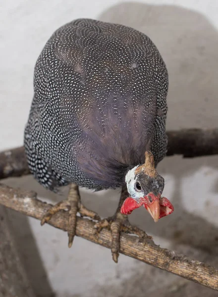 Portrait of guinea fowl on the farm — Stock Photo, Image