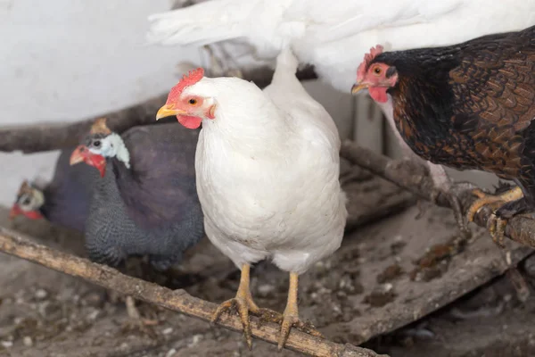 Ritratto di un allevamento di polli — Foto Stock