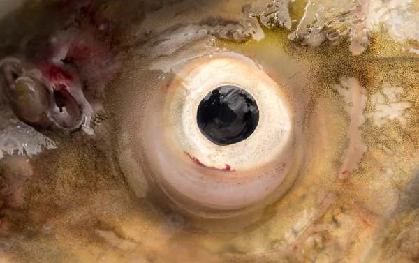 Fischaugen. Makro — Stockfoto