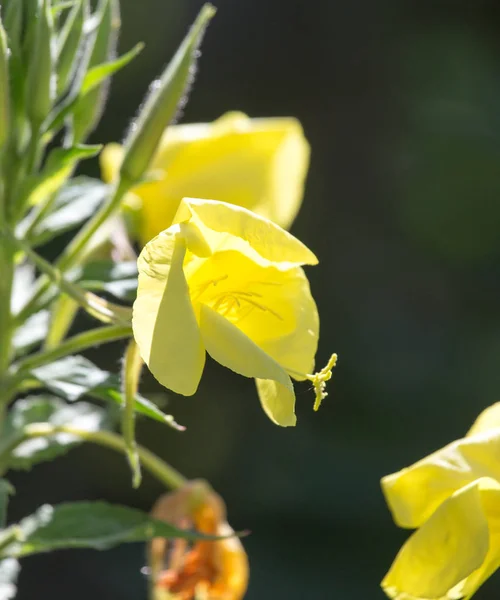 自然の中で黄色の花 — ストック写真