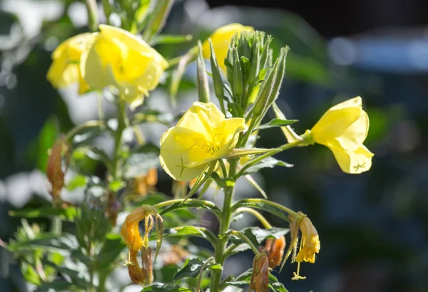 自然の中で黄色の花 — ストック写真