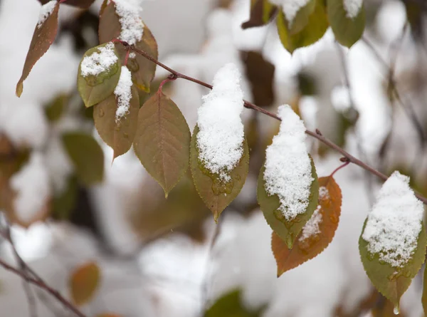 Leaves in the snow in the winter — Stock Photo, Image