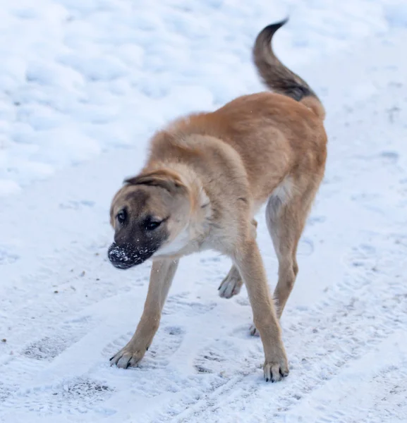 Cane nella neve in inverno — Foto Stock