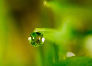 Yeşil çimlerin üzerindeki çiy damlaları. makro