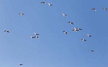 Mavi gökyüzüne karşı bir martı sürüsü