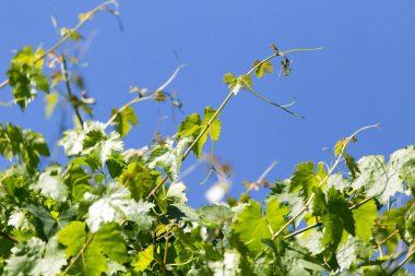 Üzüm dalları mavi gökyüzünün arka planında