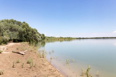 Güzel doğa Syr Darya nehrinde. Kazakistan