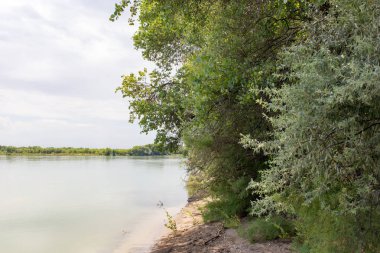 Güzel doğa Syr Darya nehrinde. Kazakistan