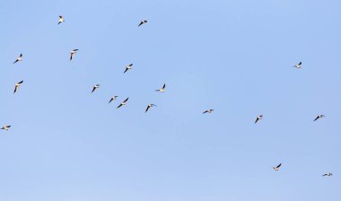 Mavi gökyüzüne karşı bir martı sürüsü