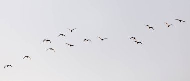 Gün batımında gökyüzünde bir martı sürüsü