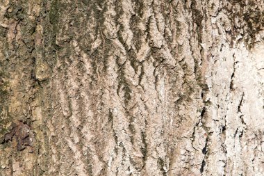 Arkaplan olarak ağaç kabuğu