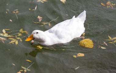 sonbaharda gölde beyaz ördek