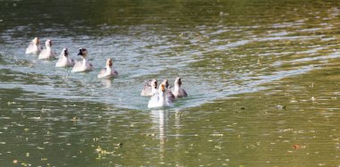 sonbaharda Gölde ördekler bir sürü