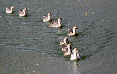 sonbaharda Gölde ördekler bir sürü