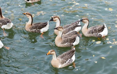 sonbaharda Gölde ördekler bir sürü