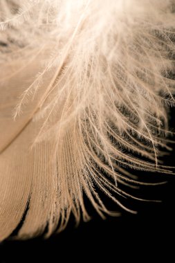 Siyah arkaplanda tüy