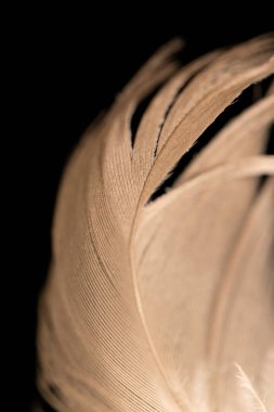 Siyah arkaplanda tüy