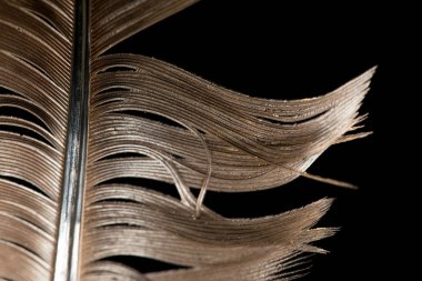 Siyah arkaplanda tüy