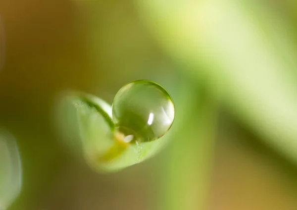 Gotas de rocío en la hierba verde. macro — Foto de Stock