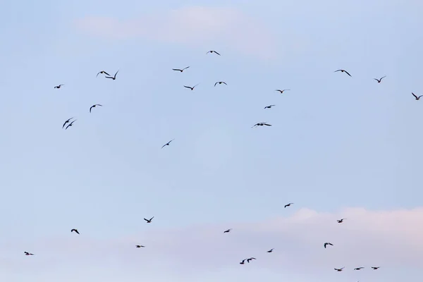 Una bandada de aves en el cielo — Foto de Stock