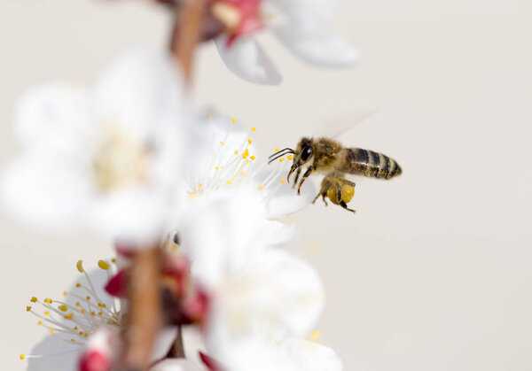 bee in flight in nature