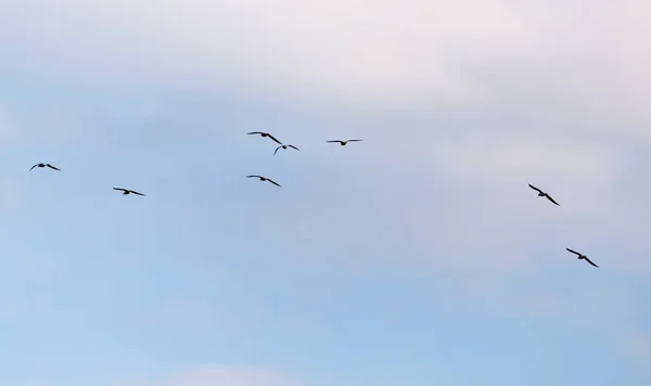 Una bandada de aves en el cielo — Foto de Stock