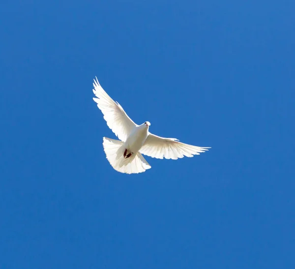 Pomba branca em um céu azul — Fotografia de Stock