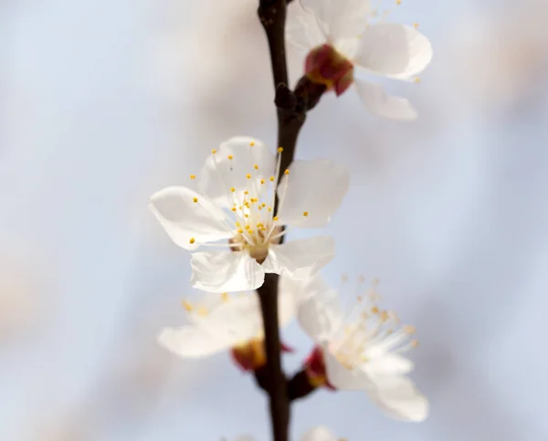 자연 속 의나무 위에 있는 살구 꽃들 — 스톡 사진