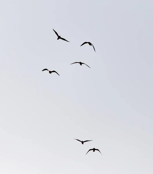 A flock of seagulls in the sky at sent — стоковое фото