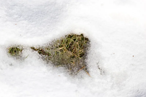 Kışın kardaki çimenler — Stok fotoğraf