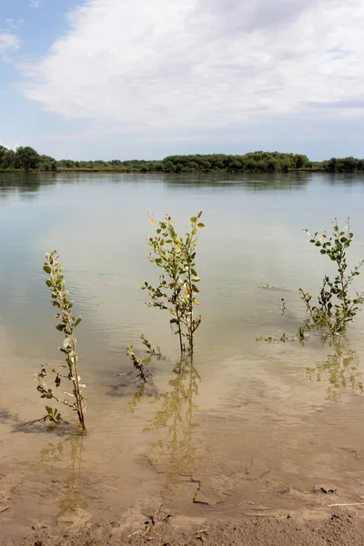 Hermosa naturaleza en el río Syr Darya. Kazajstán —  Fotos de Stock