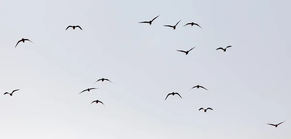 Um bando de gaivotas no céu ao pôr-do-sol — Fotografia de Stock