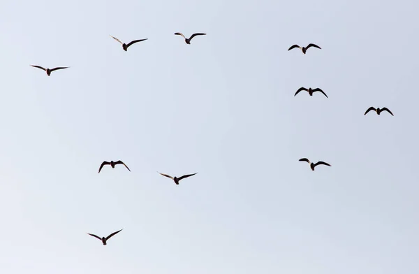 A flock of seagulls in the sky at sunset — Stock Photo, Image